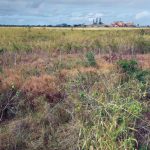 Mahi Pono to begin planting in June